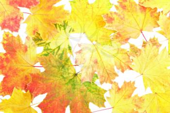 Background, wallpaper-perfect autumn leaf over white. Isolated