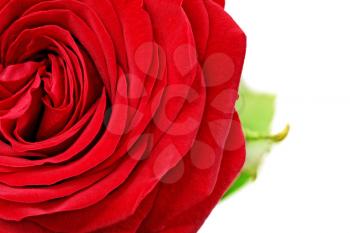 Beautiful half red  rose flower. Isolated 