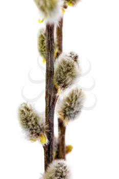 Branches of the pussy willow with flowering bud.Isolated