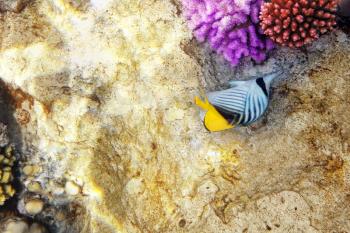 Coral and fish in the Red Sea.Diagonal butterfly.Egypt
