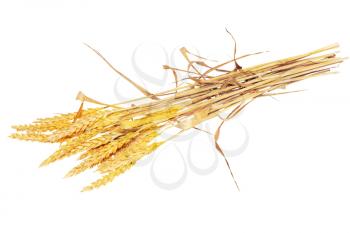 Wheat ears ilie.  Isolated on white background.