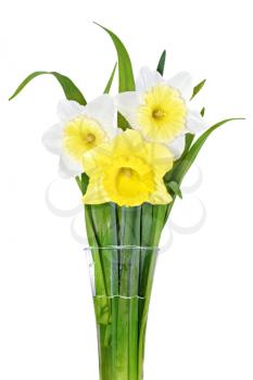 Beautiful spring three  flowers : yellow-white-orange narcissus (Daffodil). Isolated over white. 