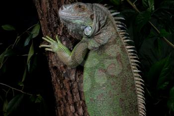 iguana on a tree crawling and posing