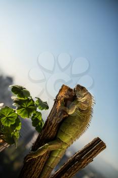 iguana crawling on a piece of wood and posing