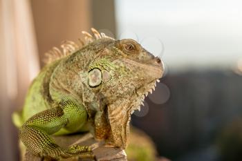 iguana posing at the sun and relaxing