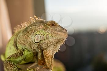 iguana posing at the sun and relaxing