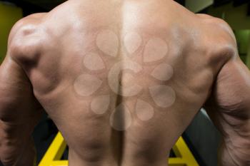 Close Up Of Sports Man's Muscular Back