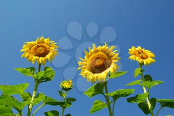 Royalty Free Photo of a Field of Sunflowers Against a Blue Sky
