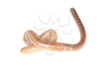 Royalty Free Photo of a Worm