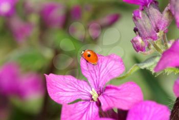 Royalty Free Photo of a Butterfly on a Violet
