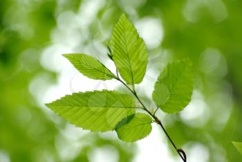 Royalty Free Photo of a Green Leaf Background