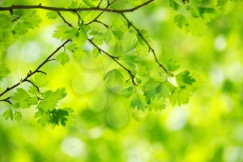 Royalty Free Photo of a Green Leafy Background