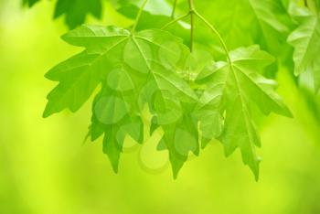 Royalty Free Photo of a Leaf Background