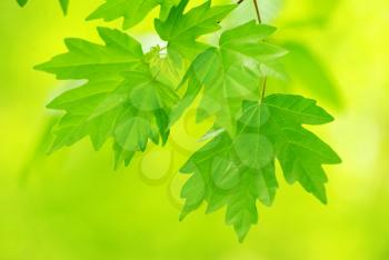 Royalty Free Photo of a Leaf Background