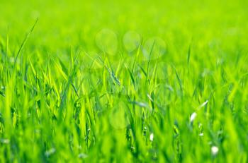 Royalty Free Photo of a Grass Background