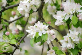 Royalty Free Photo of a Branch With Blossoms