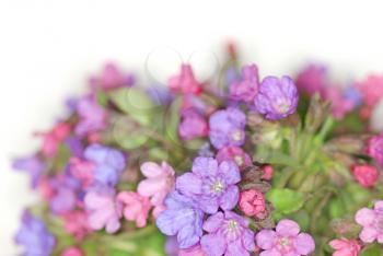 violet flowers on white background