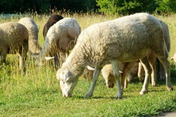 sheep in a green meadow
