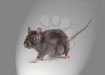rat isolated on grey background 