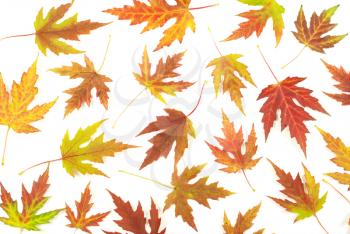 autumn maple leaves isolated on white