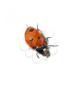 ladybug isolated on a white