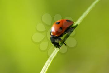  red ladybug which sits on a green leaf