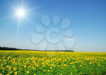 field of sunflowers and blue sun sky 