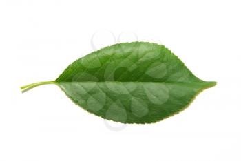 Green tree leaves summer nature isolated white background