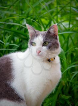 Street cat sitting in the grass