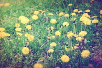 spring dandelion in green grass