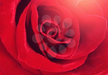 Macro image of dark red rose