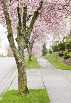 Cherry Trees in full bloom lined up on sidewalk with green grass