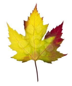 Maple leaf with all the fall colors- red, yellow, green, orange on white background