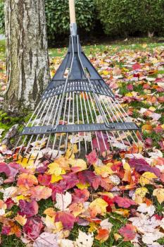 Yard Rake against maple tree with autumn leaves in background