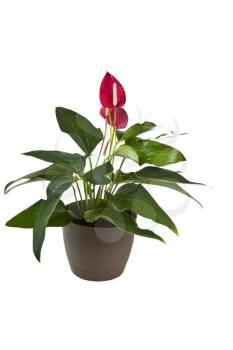 Blooming Flamingo Flower with water drops on leafs in brown pot on white background