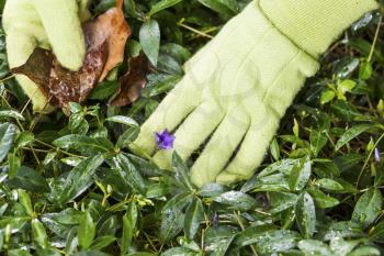 Horizontal photo of gloved hands cleaning flower bed with old leaves in hand