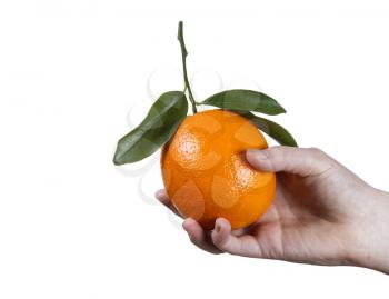 Photo of female hand holding one fresh whole orange with pure white background