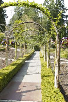 Long Archway into prune rose garden during spring time