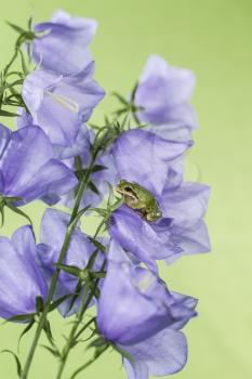 Pacific Tree Frog on purple flower with green background