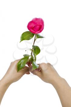 Fresh pink flower held in two hands on white background