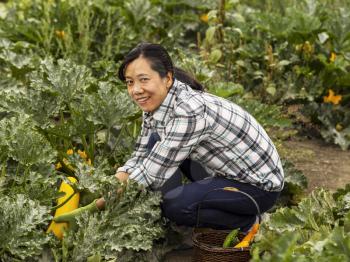Mature women picking large zucchini from vegetable field