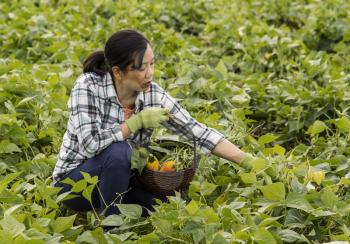 Mature women holding basket while selecting green beans in open field