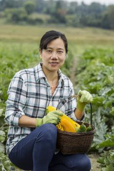 Mature Asian women harvesting fresh zucchini and cucumbers with field in background
