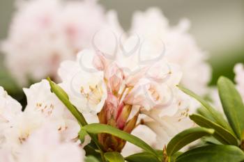 Horizontal photo of a newly budded pink rhododendron in spring season