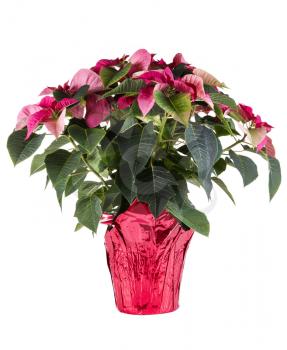 Bloom Solid Poinsettia in shinny red holiday paper on white background