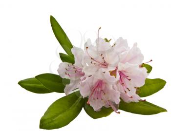 Healthy Washington State pink rhododendron in sping