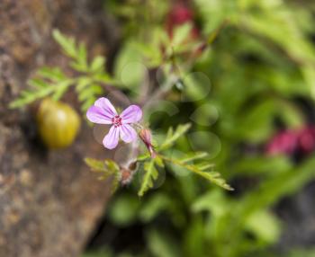 Small Pink Wild Flower in full bloom with snail, ferns and rocks in background