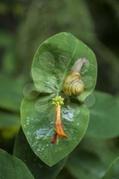 Garden Snail next to wild flower on large green leaf
