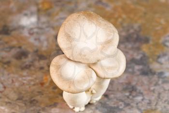 Horizontal photo of top view of a fresh king trumpet mushroom on natural stone background