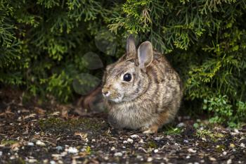 Horizontal photo of wild rabbit, with focus on eye, in flower bed during spring season